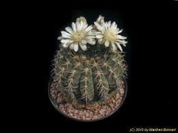 Gymnocalycium bayrianum 372